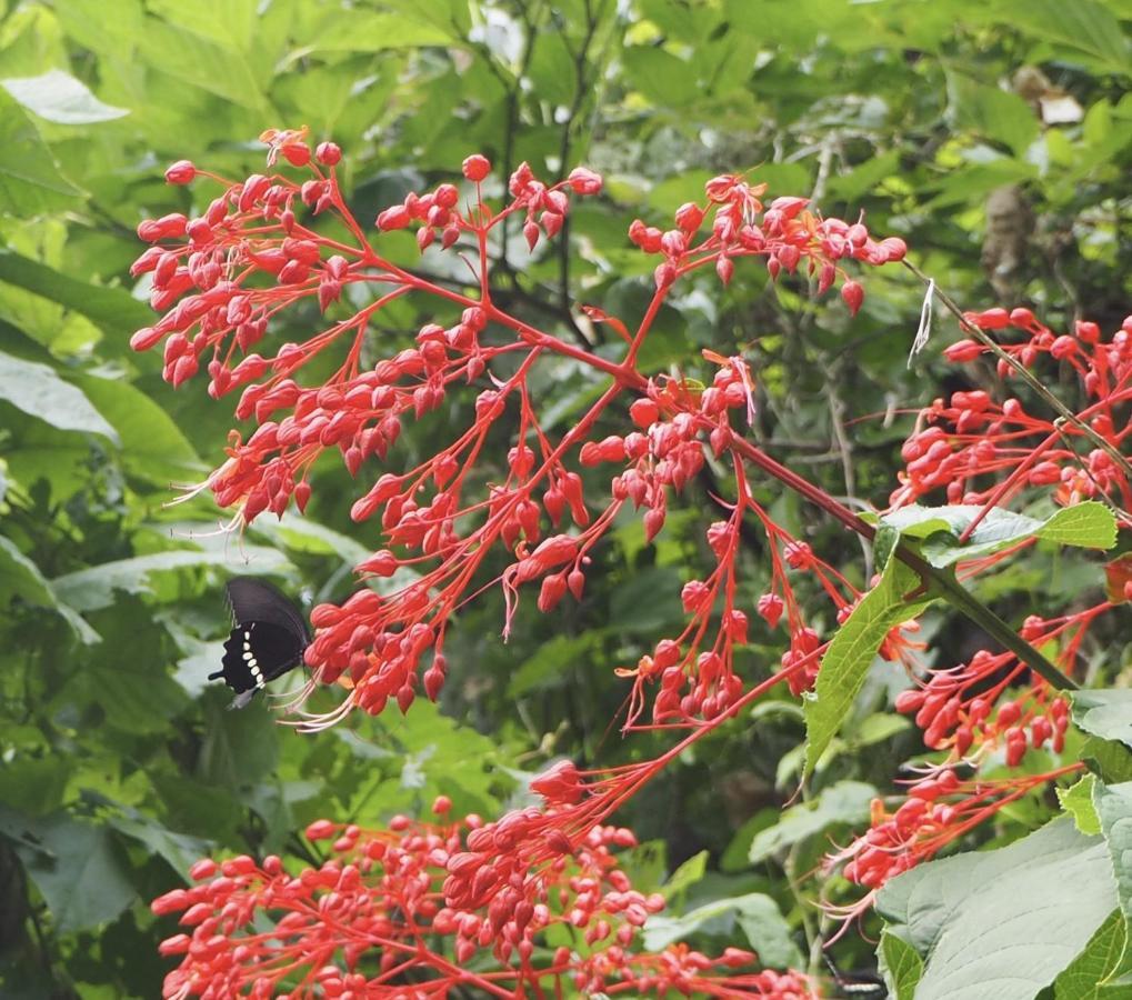 Yama'Oto - Nature Luxury Stay โมโตบุ ภายนอก รูปภาพ